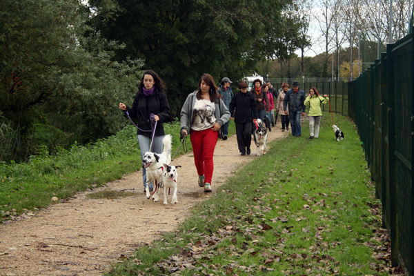 promenade chien rencontre