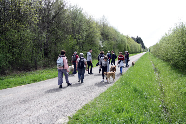 Chiens en ballade