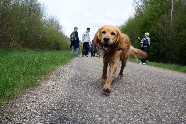 Golden Retriever