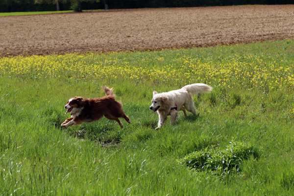 Berger australien et golden retriever