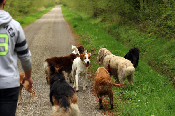 Promenade canine