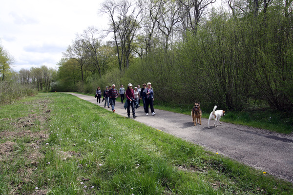 Marche avec les chiens